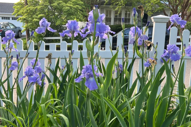 A fall planting guide for long-lived perennials like peonies, iris and false indigo